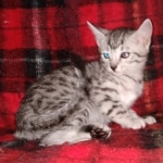 Egyptian Mau silver female kitten DOB 3/3/21