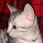Egyptian Mau silver female kitten DOB 3/3/21