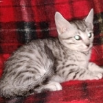 Egyptian Mau silver female kitten DOB 3/3/21