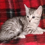 Egyptian Mau silver female kitten DOB 3/3/21