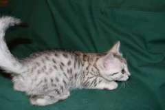Stella Egyptian Mau Silver Female DOB 3-8-15
