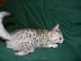 Stella Egyptian Mau Silver Female DOB 3-8-15