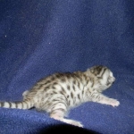 Egyptian Mau, silver female DOB 3-8-15