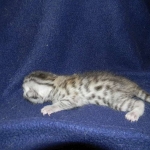 Egyptian Mau, silver female DOB 3-8-15