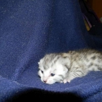 Egyptian Mau, silver female DOB 3-8-15