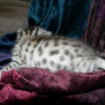 Egyptian Mau, Silver Female, DOB 3/8/15