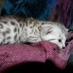 Egyptian Mau, Silver Female, DOB 3/8/15