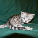 Egyptian Mau, Silver Female, DOB 3/8/15