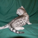 Egyptian Mau, Silver Female, DOB 3/8/15