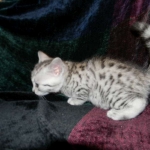 Egyptian Mau, Silver Female, DOB 3/8/15