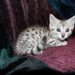 Egyptian Mau, Silver Female, DOB 3/8/15