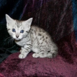 Egyptian Mau, Silver Female, DOB 3/8/15