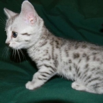 Egyptian Mau, Silver Female, DOB 3/8/15