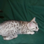 Egyptian Mau, Silver Female, DOB 3/8/15