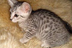 Ophelia Egyptian Mau Silver female DOB 4-10-20