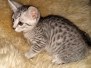 Ophelia Egyptian Mau Silver female DOB 4-10-20