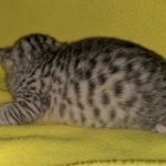 Mau, silver, female, DOB 4-10-20