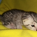 Mau, silver, female, DOB 4-10-20