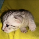 Mau, silver, female, DOB 4-10-20