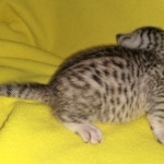 Mau, silver, female, DOB 4-10-20