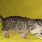 Mau, silver, female, DOB 4-10-20