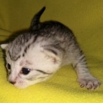 Mau, silver, female, DOB 4-10-20