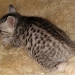 Ophelia, Mau, silver, female, DOB 4-10-20