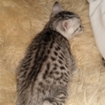 Ophelia, Mau, silver, female, DOB 4-10-20