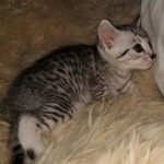 Ophelia, Mau, silver, female, DOB 4-10-20