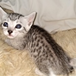 Ophelia, Mau, silver, female, DOB 4-10-20