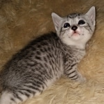 Ophelia, Mau, silver, female, DOB 4-10-20