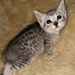 Ophelia, Mau, silver, female, DOB 4-10-20