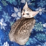 Ophelia, Mau, silver, female, DOB 4-10-20