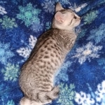 Ophelia, Mau, silver, female, DOB 4-10-20