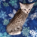 Ophelia, Mau, silver, female, DOB 4-10-20