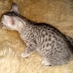 Ophelia, Mau, silver, female, DOB 4-10-20