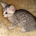 Ophelia, Mau, silver, female, DOB 4-10-20