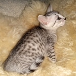 Ophelia, Mau, silver, female, DOB 4-10-20