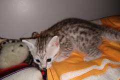 Charity, Egyptian Mau Silver Female DOB 4-18-19