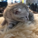 Mau, Silver, Female, DOB 4-18-19