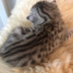 Mau, Silver, Female, DOB 4-18-19