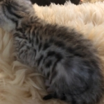 Mau, Silver, Female, DOB 4-18-19