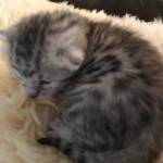 Mau, Silver, Female, DOB 4-18-19
