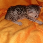Charity, Mau, Silver, Female, DOB 4-18-19