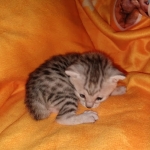Charity, Mau, Silver, Female, DOB 4-18-19