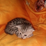 Charity, Mau, Silver, Female, DOB 4-18-19