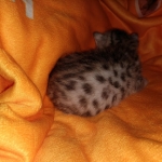 Charity, Mau, Silver, Female, DOB 4-18-19