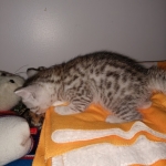 Charity, Mau, Silver, Female, DOB 4-18-19