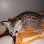 Charity, Mau, Silver, Female, DOB 4-18-19