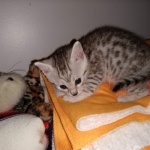 Charity, Mau, Silver, Female, DOB 4-18-19